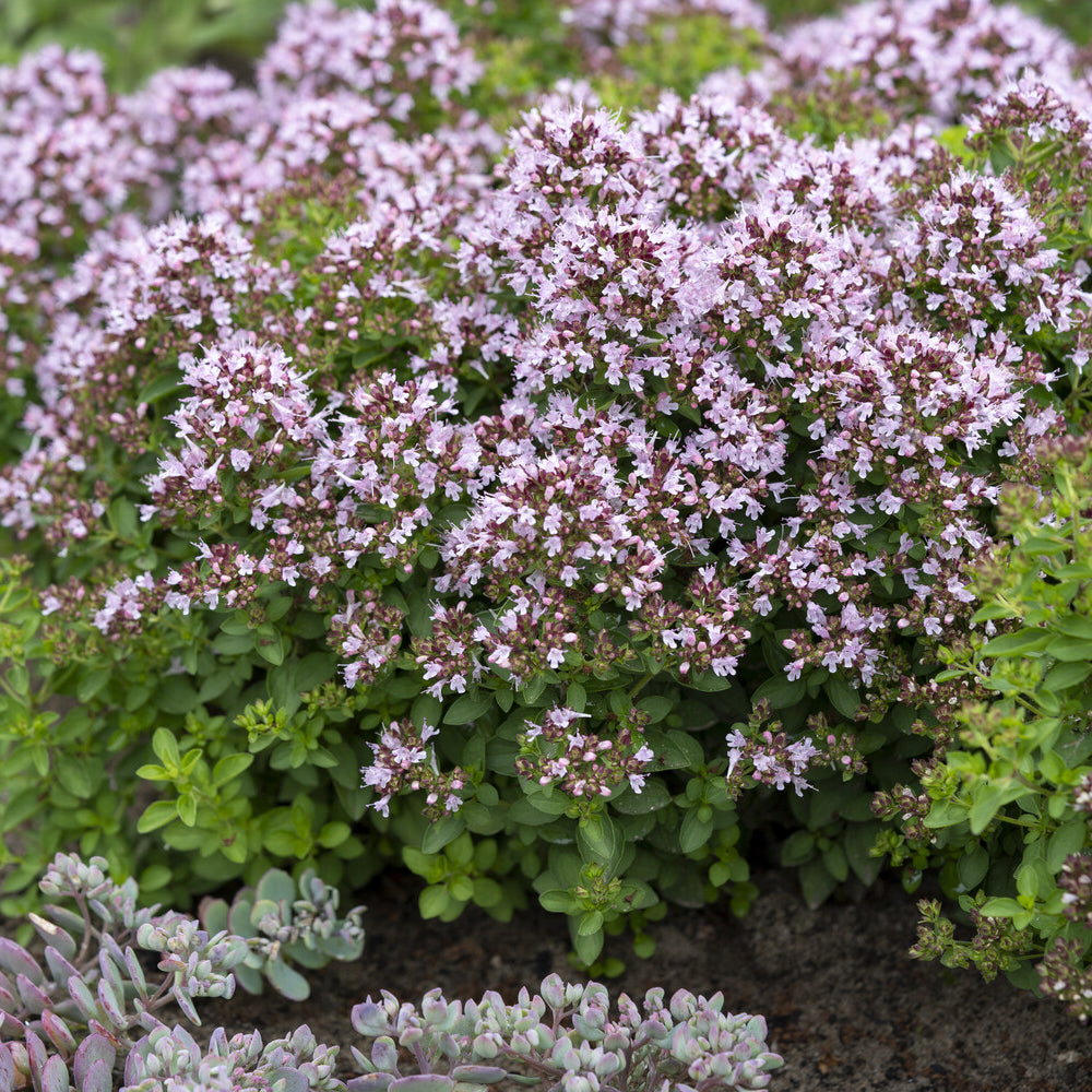 Oregano ‘Compactum’ - Origanum vulgare Compactum - Willemse