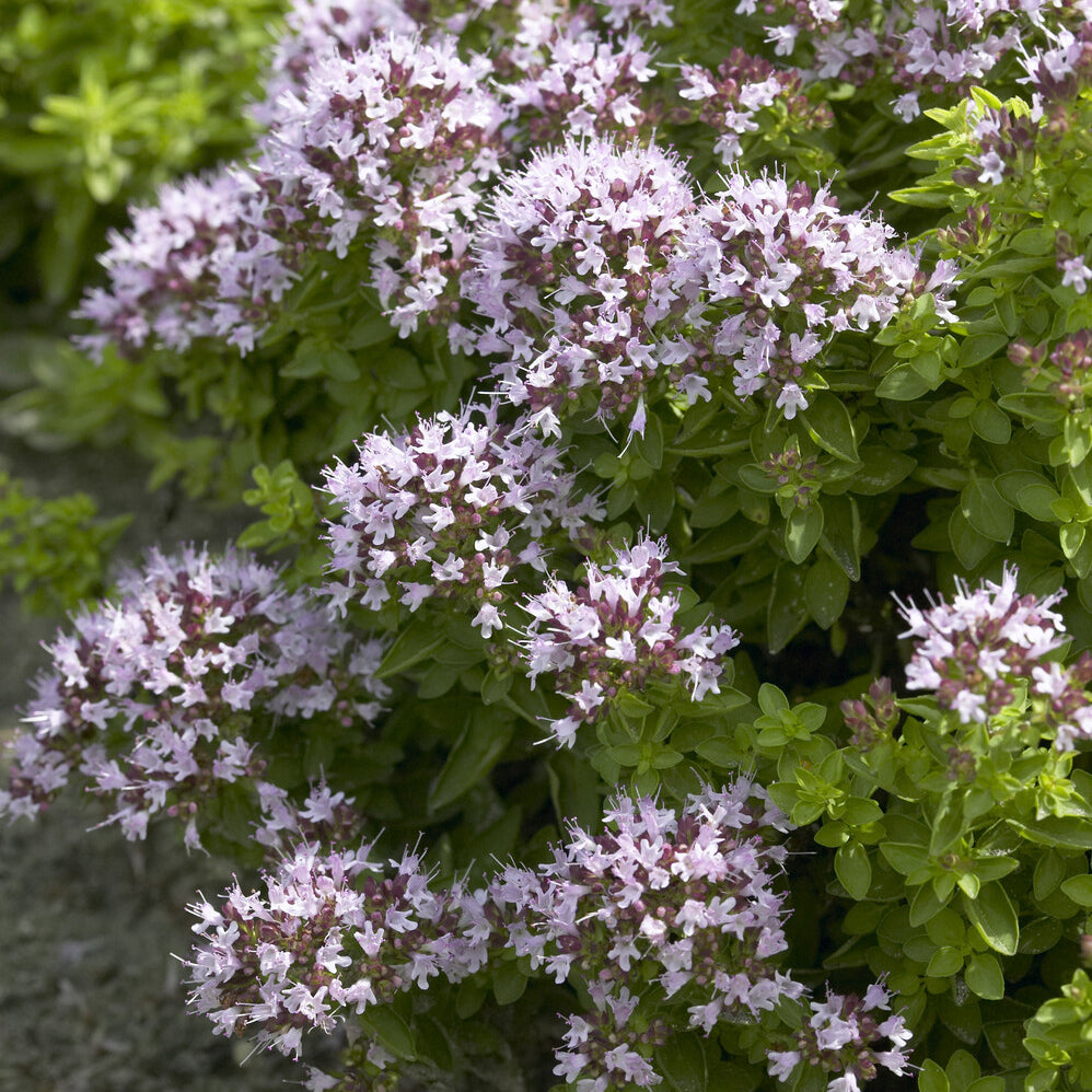 Oregano ‘Compactum’ - Willemse