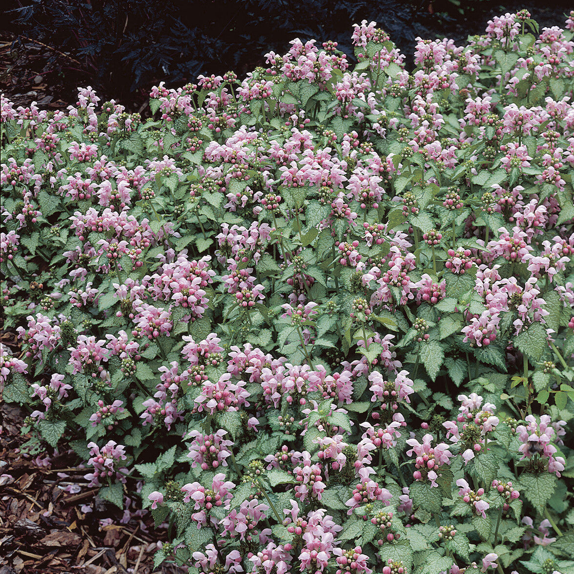 Gefleckte Taubnessel 'Roseum' - Lamium maculatum Roseum - Willemse