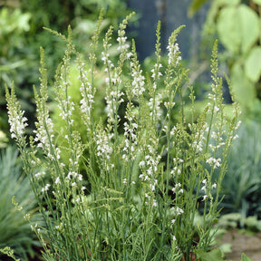 Leinkraut ‘Springside White’ - Willemse