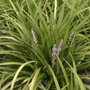 Liriope spicata - Liriope spicata - Willemse