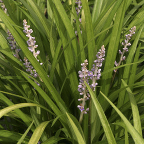 Liriope spicata - Willemse