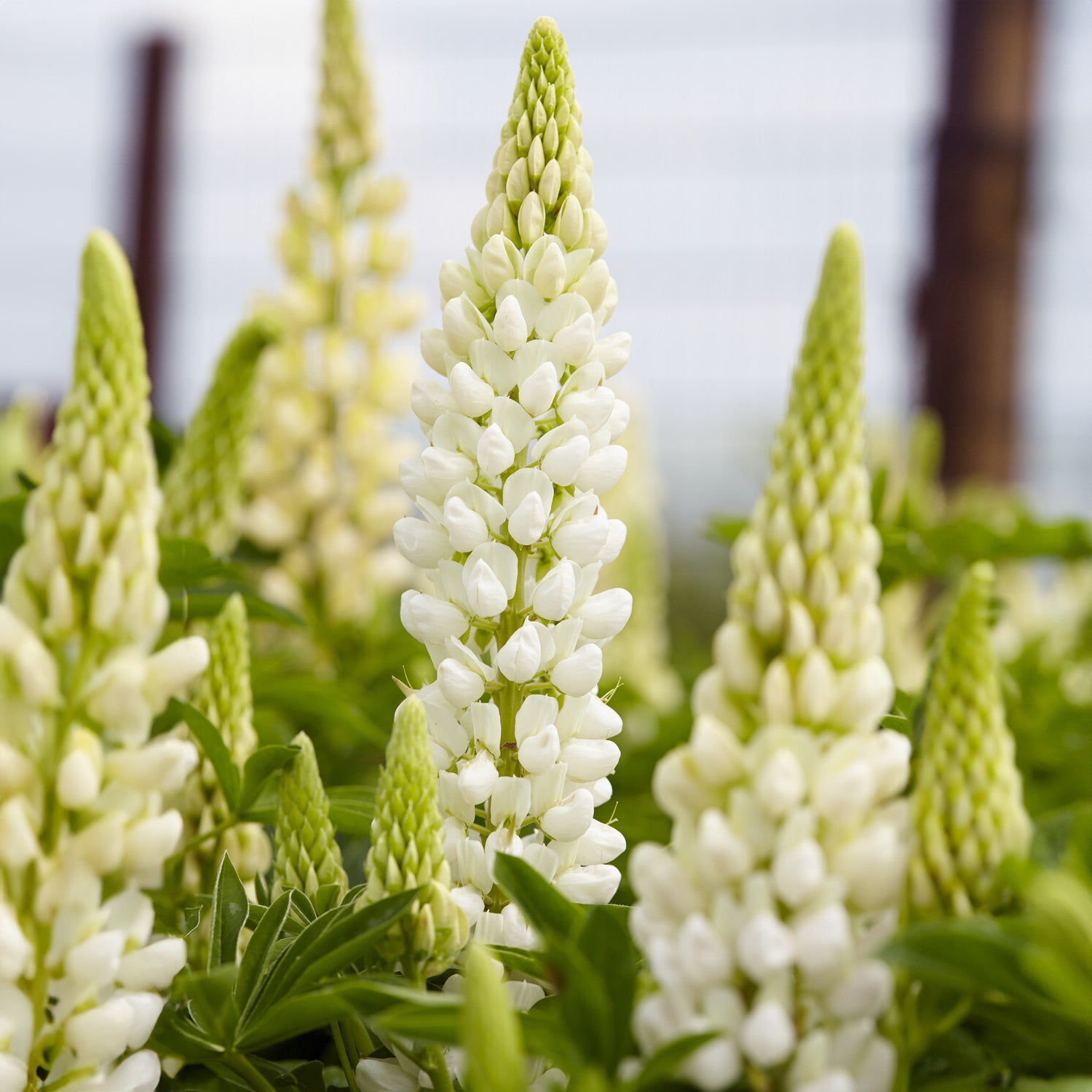 Lupine 'Gallery Weiß' - Lupinus Gallery White - Willemse