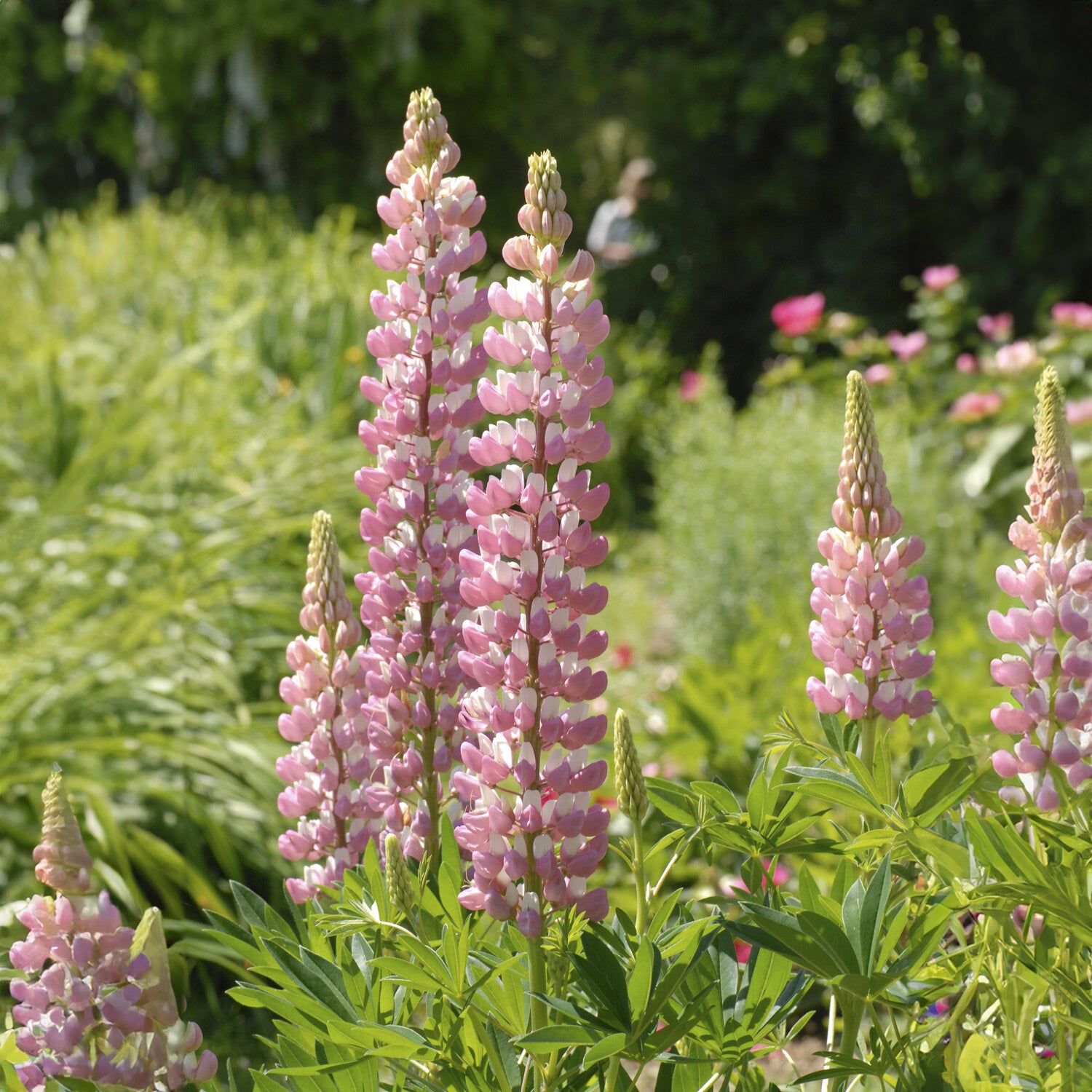 Lupine ‘The Chatelaine’ - Lupinus The Chatelaine - Willemse