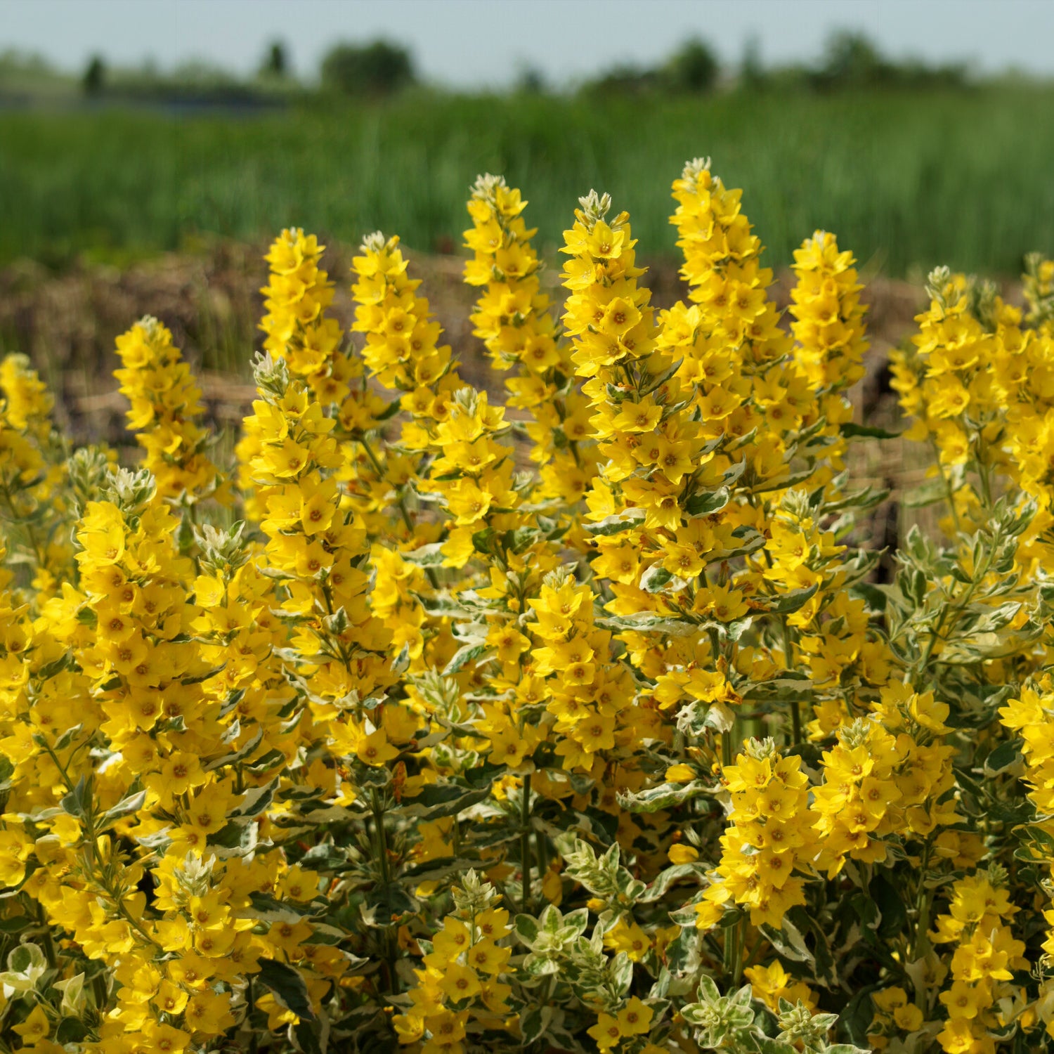 Gilbweiderich Alexander - Lysimachia punctata Alexander - Willemse