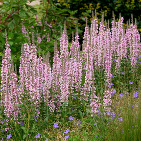 Blut-Weiderich Blush - Willemse