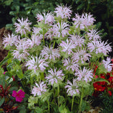 Indianernessel 'Fishes' - Monarda Fishes - Willemse