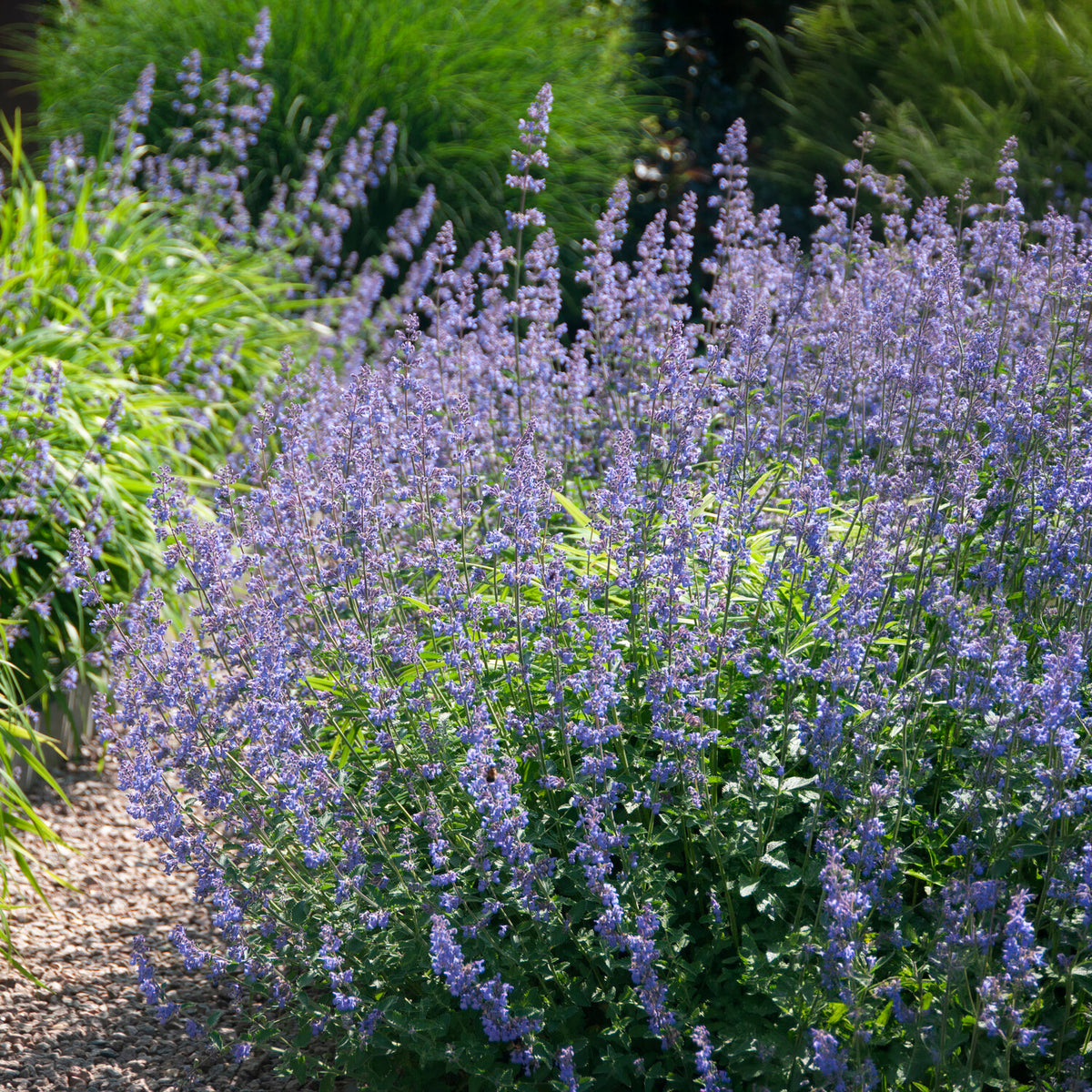 Katzenminze Six Hills Giant - Nepeta faassenii six hills giant - Willemse