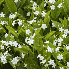 Frühlings-Gedenkemein Alba - Omphalodes verna Alba - Willemse