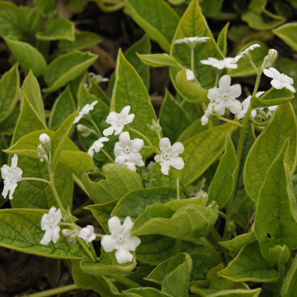 Frühlings-Gedenkemein Alba - Willemse