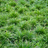 Schlangenbart - Ophiopogon planiscapus - Willemse