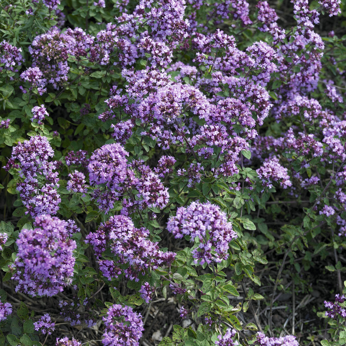 Blüten-Dost 'Rosenkuppel' - Willemse