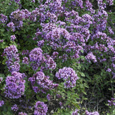Blüten-Dost 'Rosenkuppel' - Willemse
