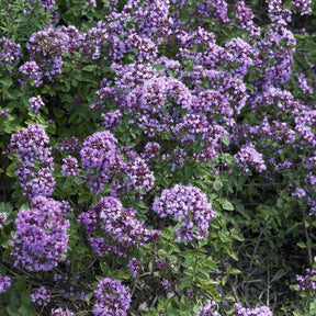 Blüten-Dost 'Rosenkuppel' - Willemse