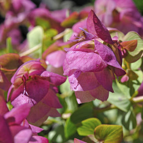 Stauden - Hopfendost Kent Beauty - Origanum rotundifolium Kent Beauty