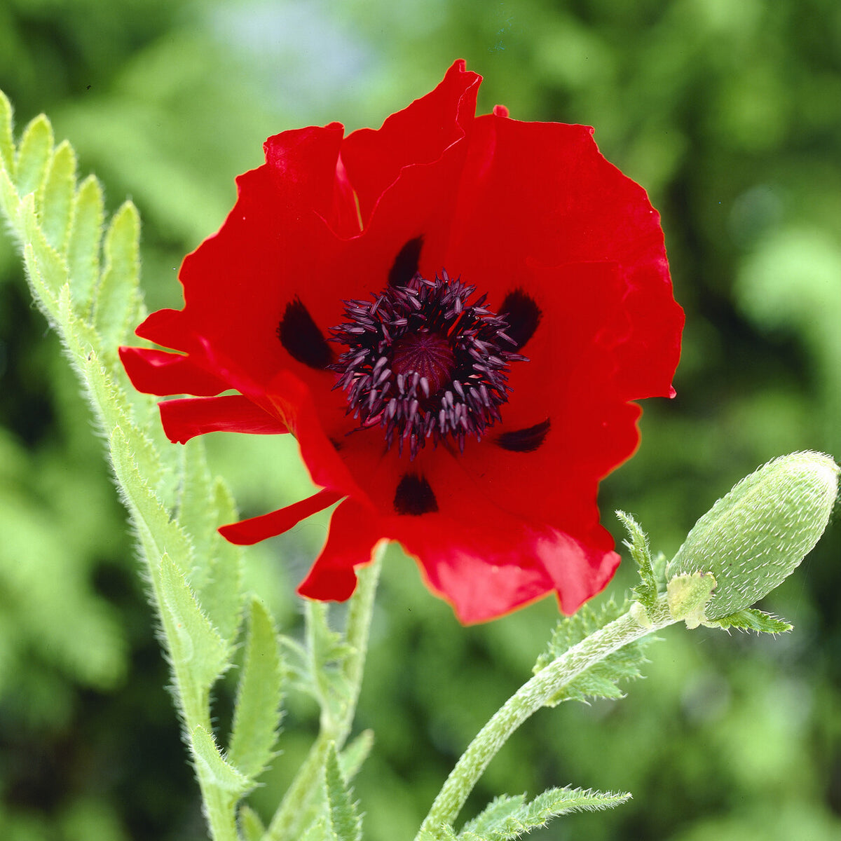 Orientalischer Mohn 'Beauty of Livermere' - Willemse