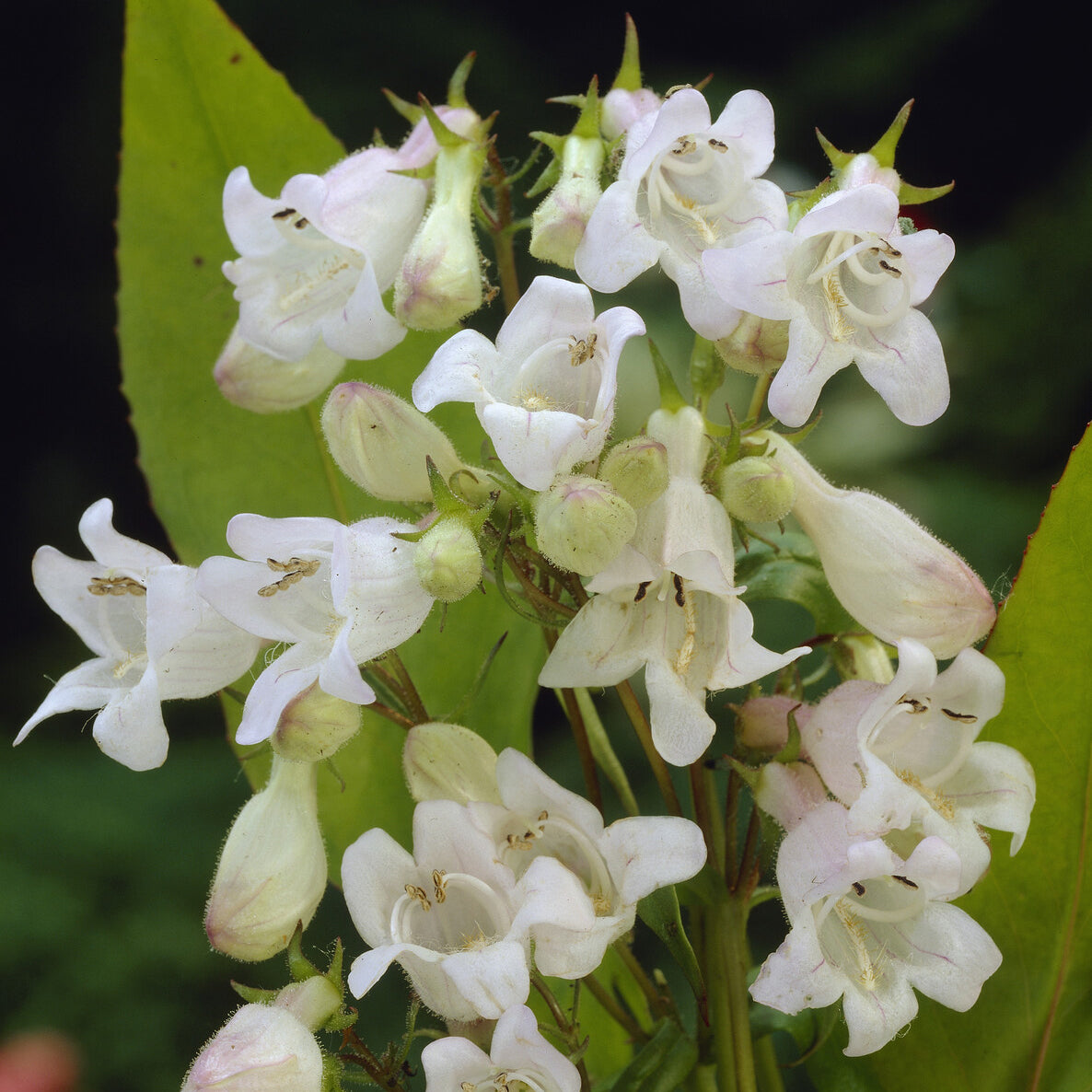 Bartfaden ‘White Bedder’ - Penstemon White Bedder - Willemse