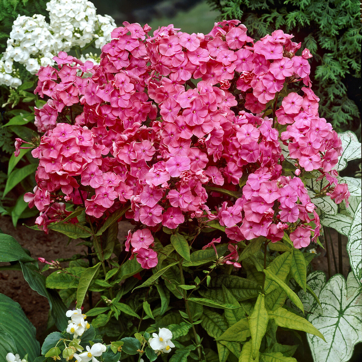 Hohe Flammenblume 'Rijnstroom' - Phlox paniculata Rijnstroom - Willemse