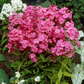 Hohe Flammenblume 'Rijnstroom' - Phlox paniculata Rijnstroom - Willemse