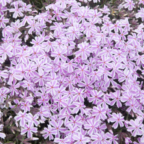Teppich-Flammenblume 'Candy Stripes' - Phlox subulata Candy Stripes - Willemse