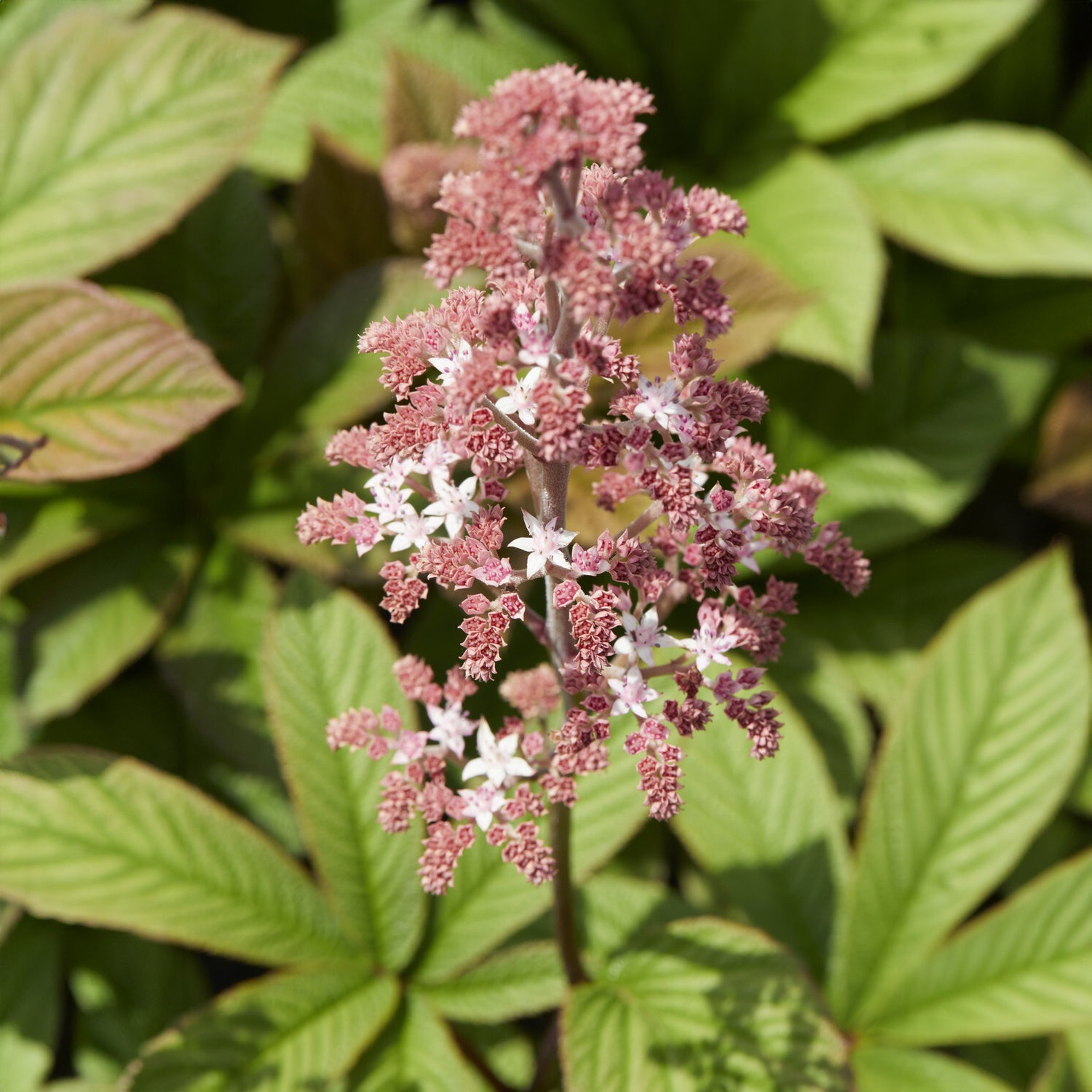 Schaublatt - Willemse