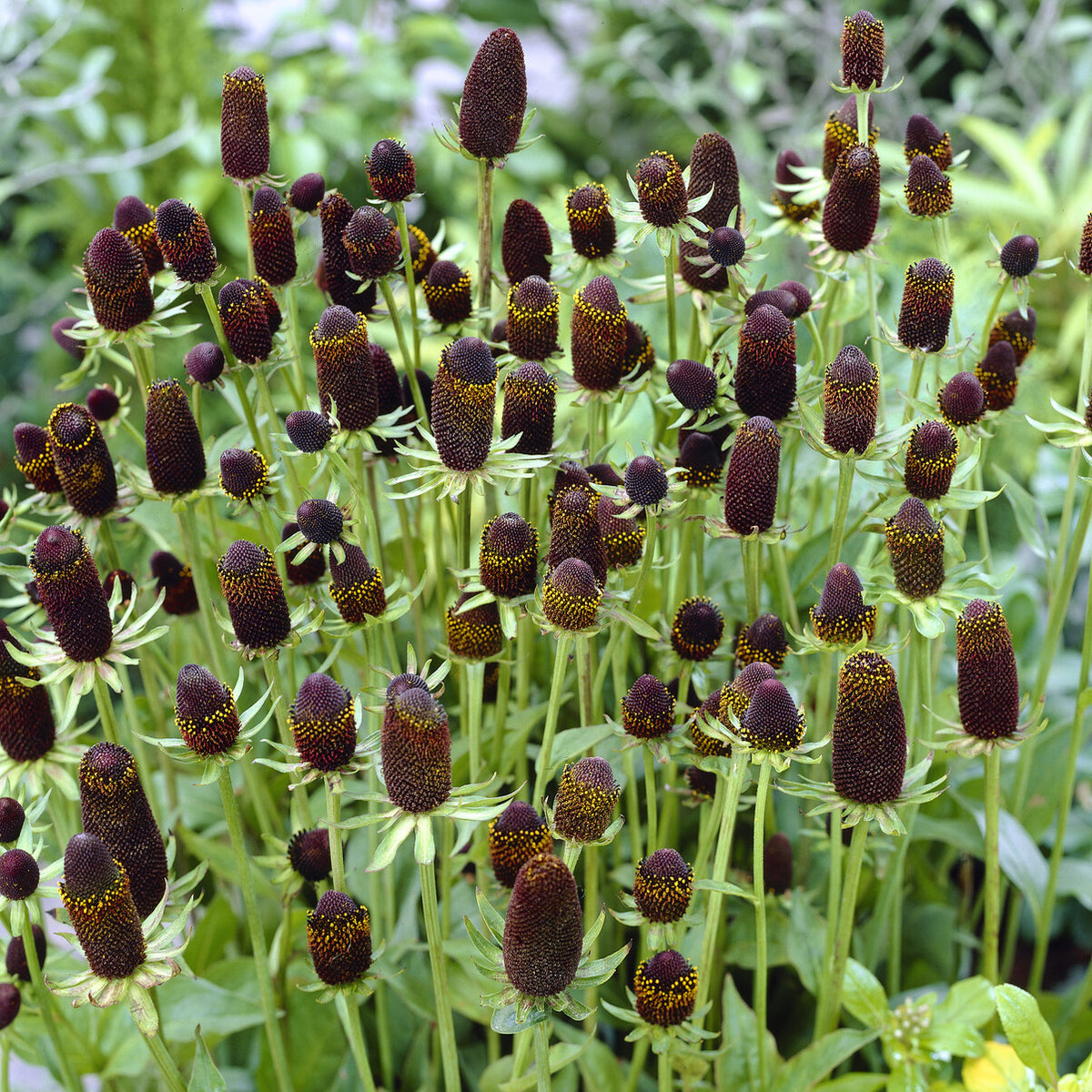 Sonnenhut ‘Green Wizard’ - Willemse