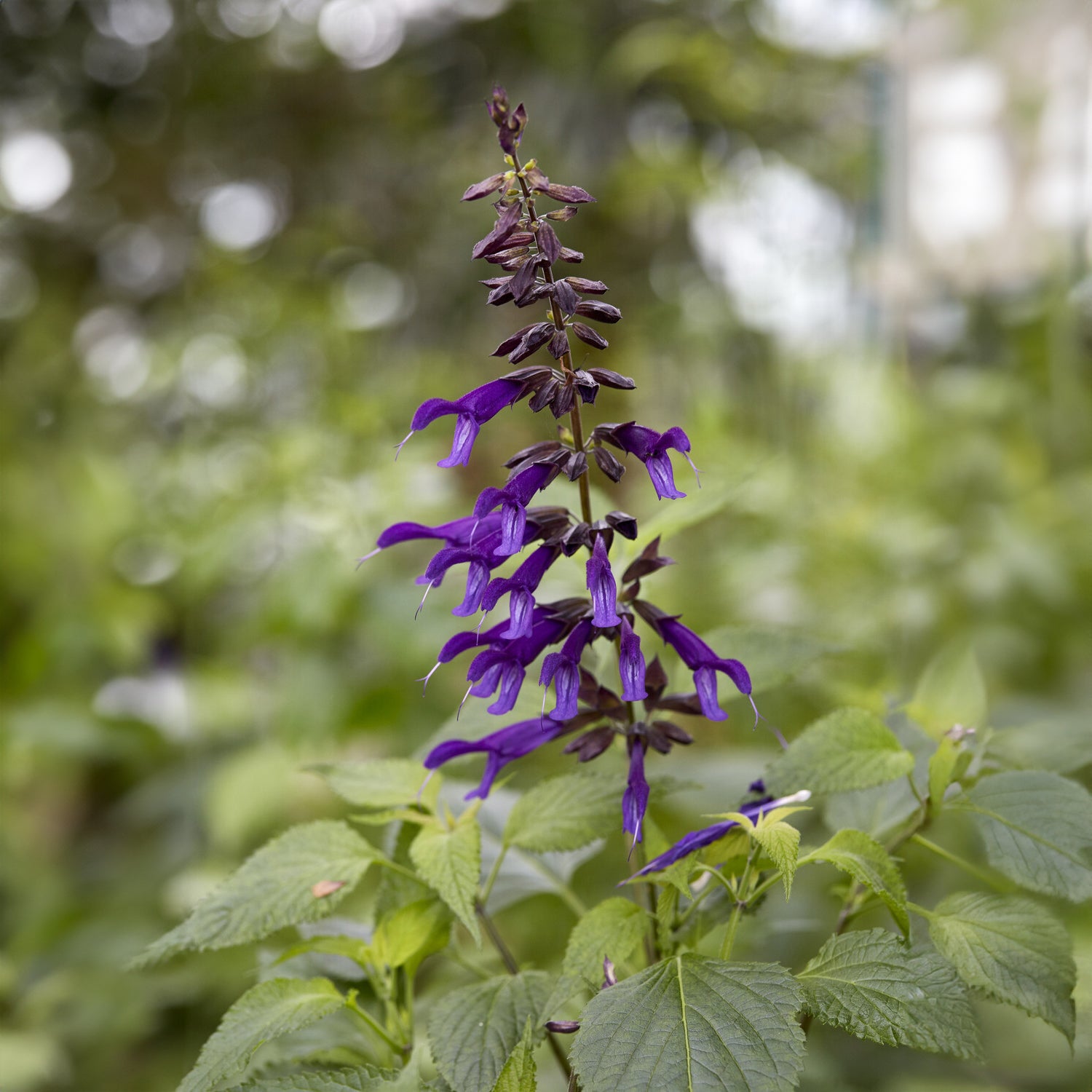 Amistad Hybrid-Salbei - Salvia Amistad - Willemse