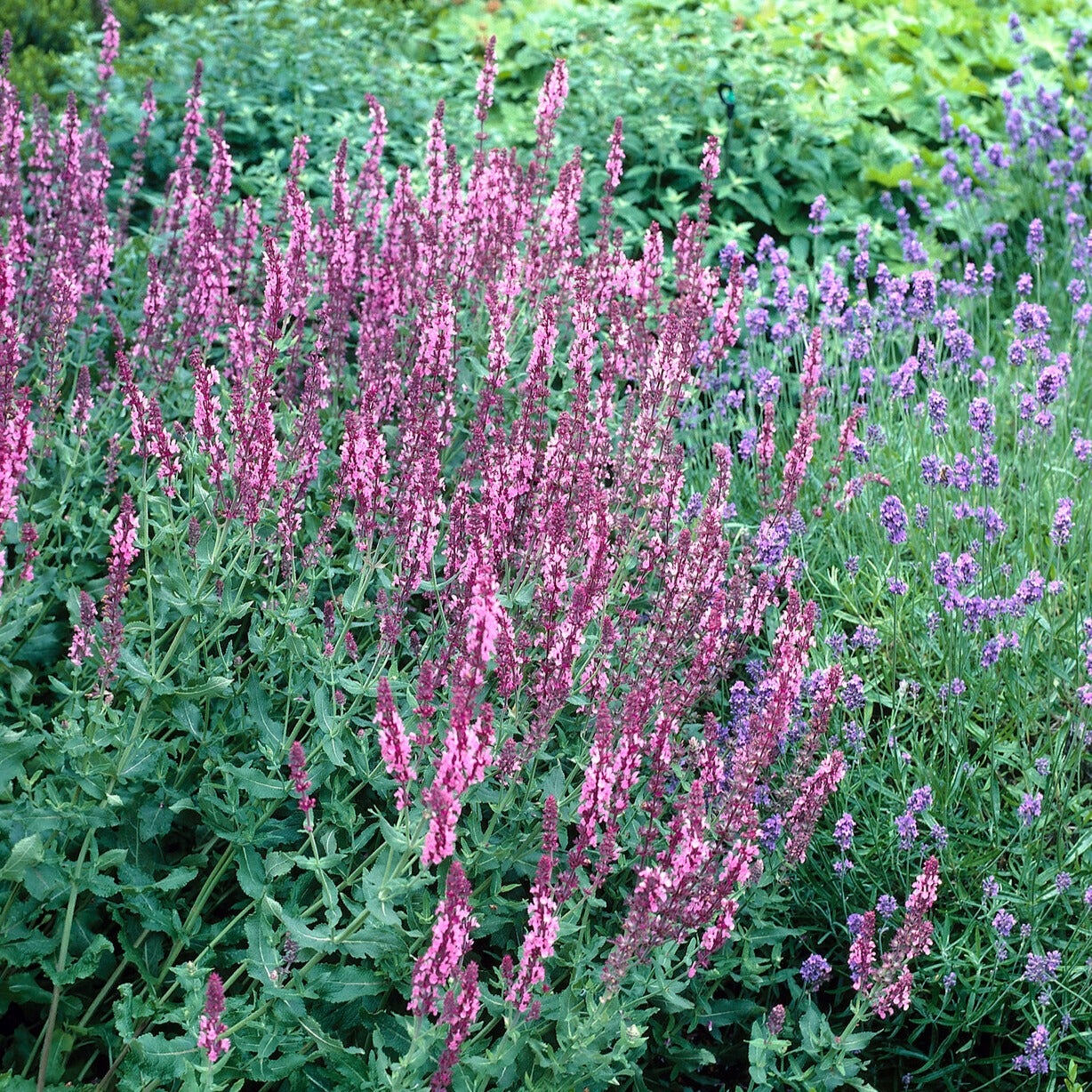 Wald-Salbei Rose Queen - Willemse