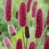 Sanguisorba menziesii - Rötlicher Wiesenknopf Alaska-Pimpinelle - Wiesenknopf
