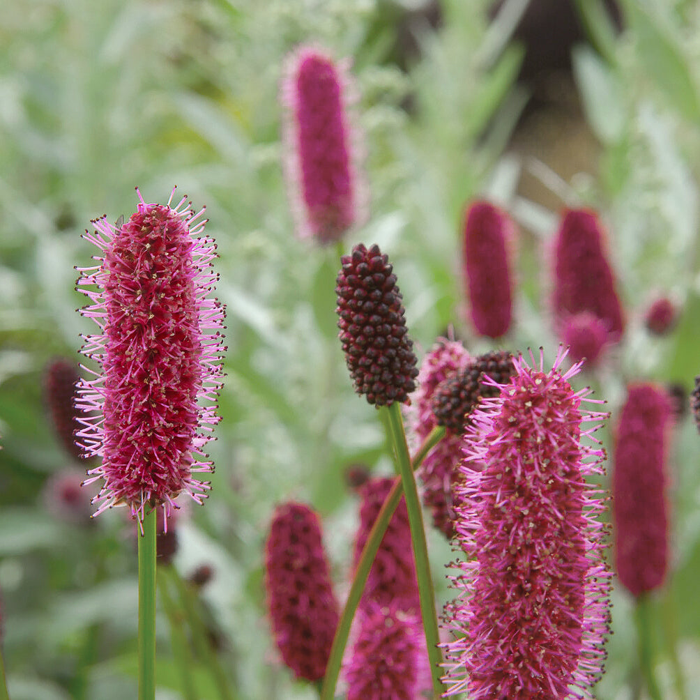 Rötlicher Wiesenknopf Alaska-Pimpinelle - Sanguisorba menziesii - Willemse