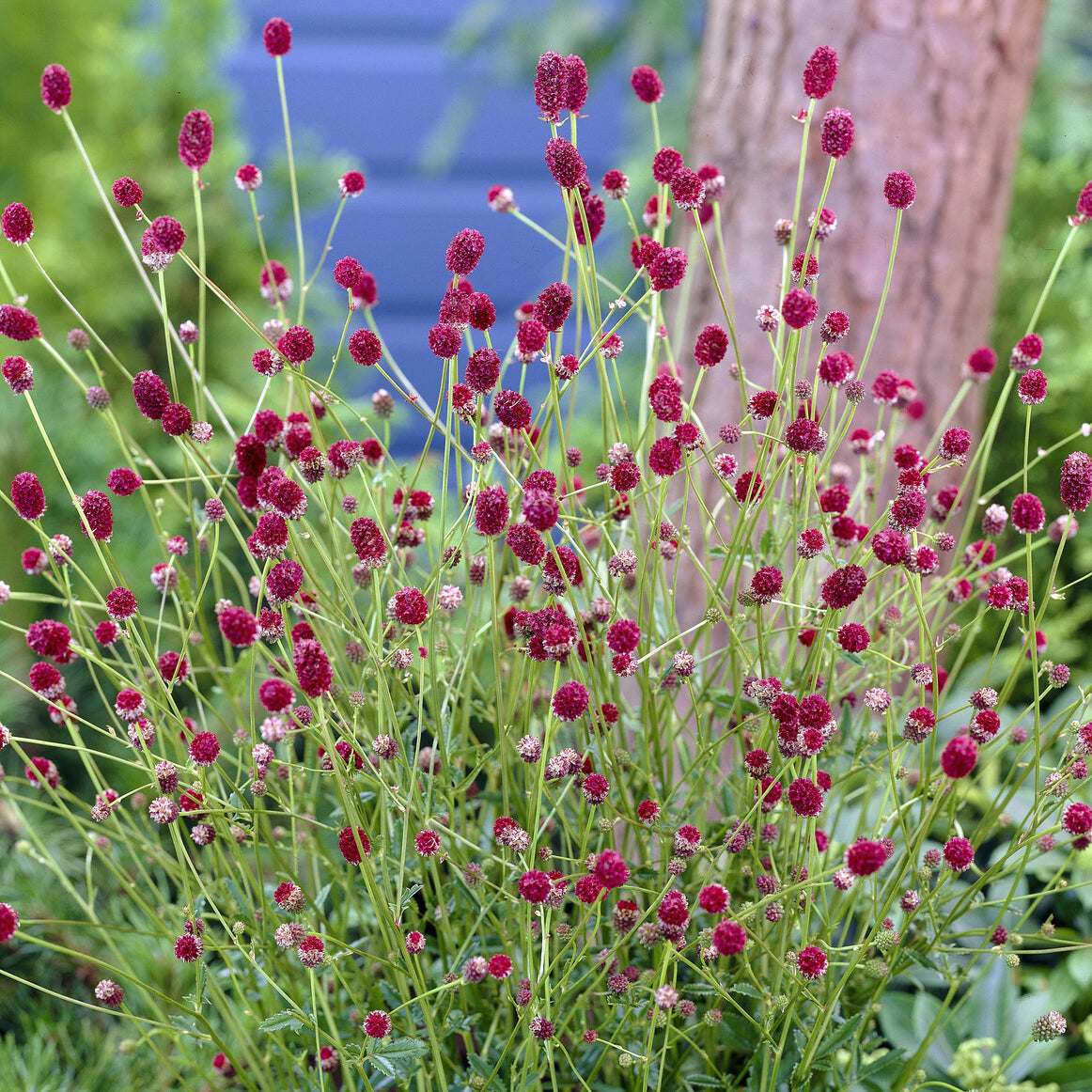 Pimpinelle officinale Tanna - Sanguisorba officinalis Tanna - Willemse