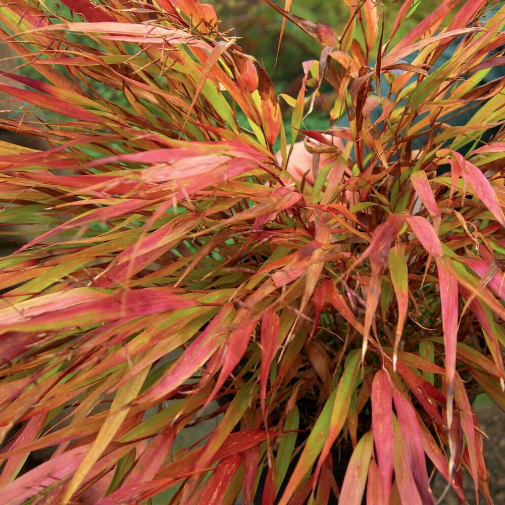 Japanwaldgras ‘Nicolas’ - Willemse