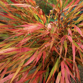 Japanwaldgras ‘Nicolas’ - Willemse