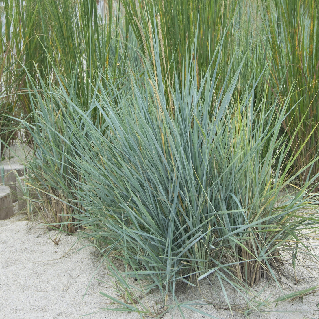 Meerroggen Blue Dune - Willemse