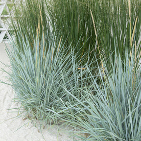Leymus arenarius Blue Dune - Meerroggen Blue Dune - Gräser