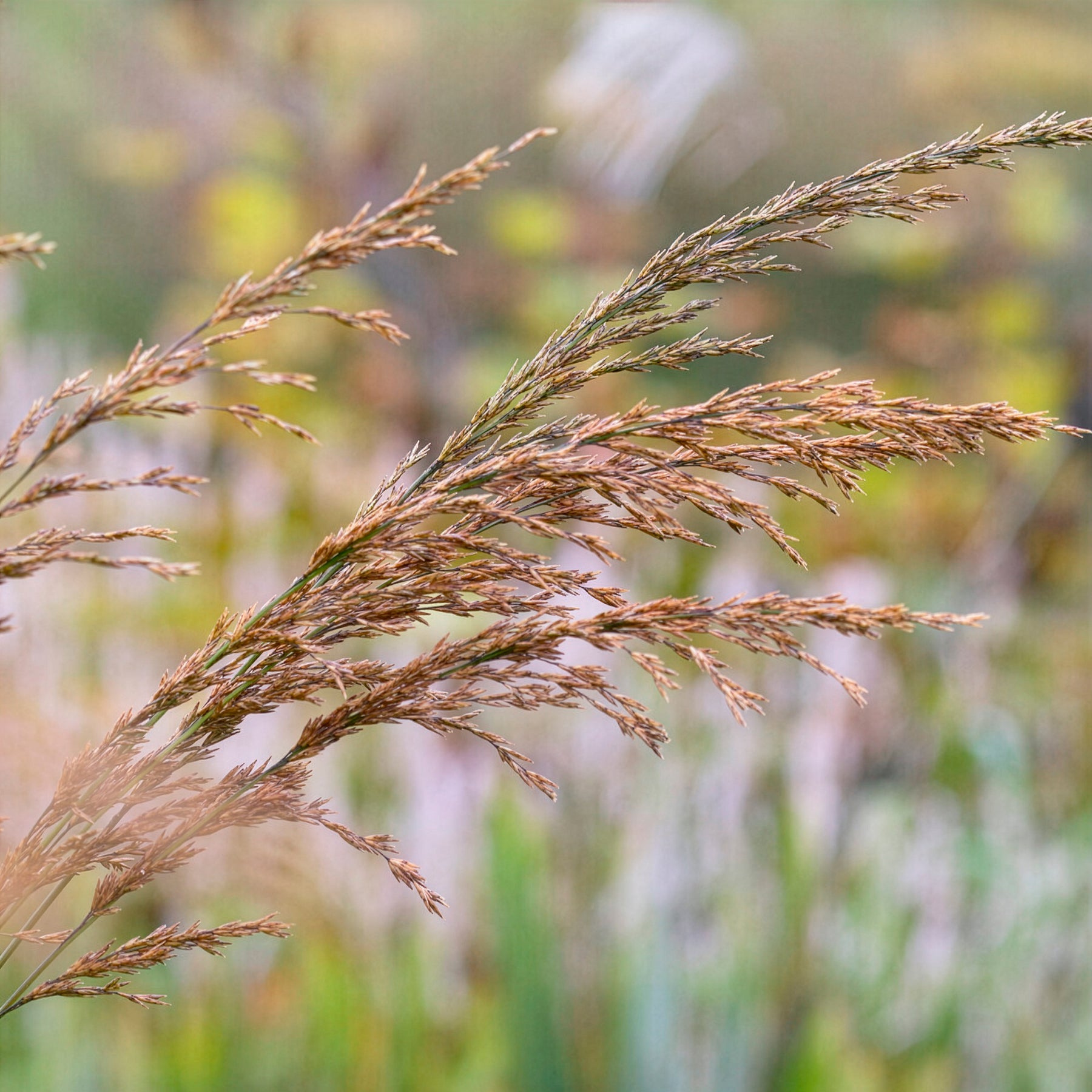 Pfeifengras - Hohes Pfeifengras Skyracer - Molinia arundinacea Skyracer