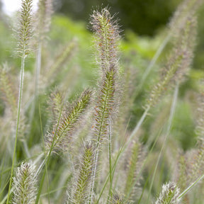 Federborstengras 'Herbstzauber' - Willemse