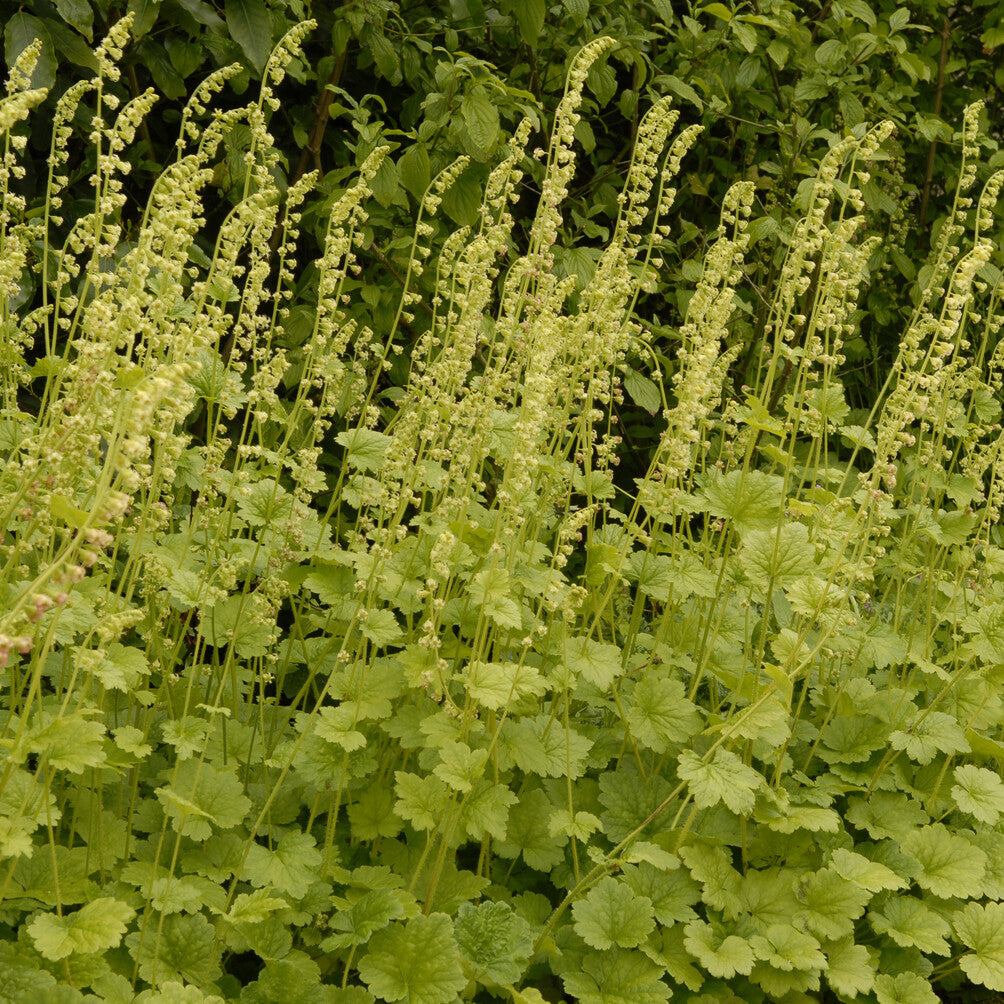 Fransenblume - Tellima grandiflora - Willemse