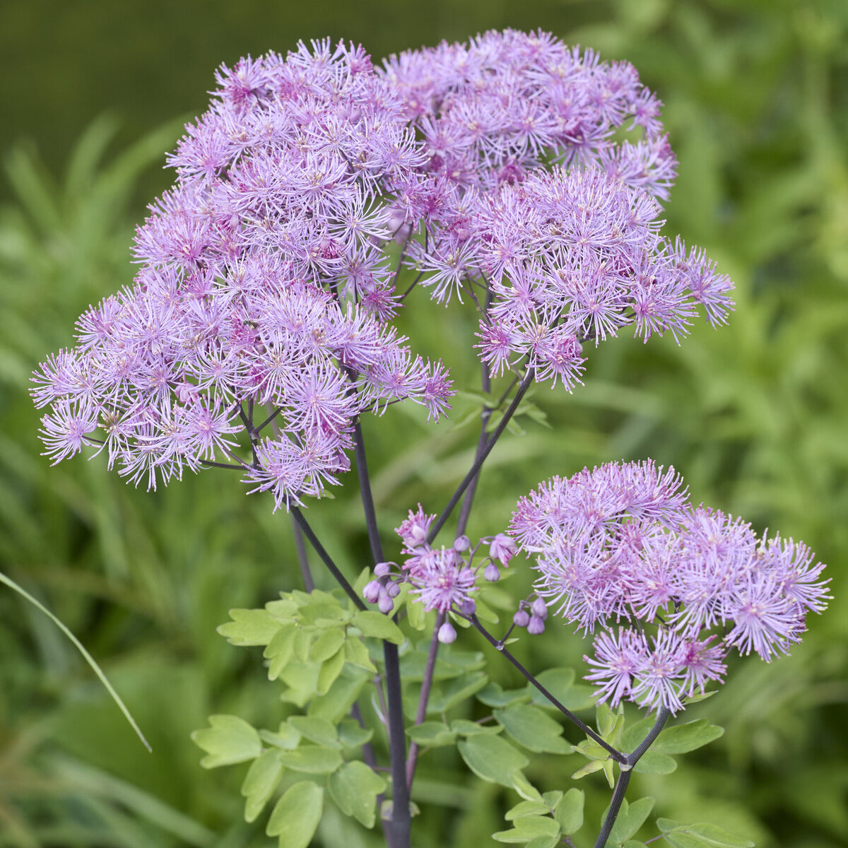 Akeleiblättrige Wiesenraute - Thalictrum aquilegifolium - Willemse