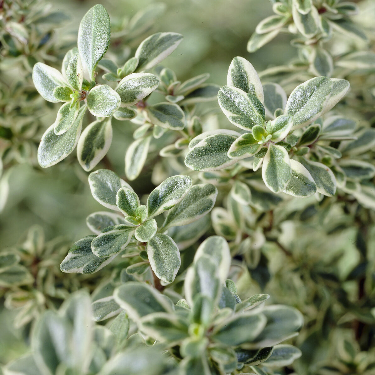 Thymian 'Silver Queen' - Thymus citriodorus Silver Queen - Willemse
