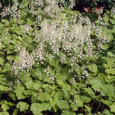 Herzblättrige Schaumblüten - Willemse