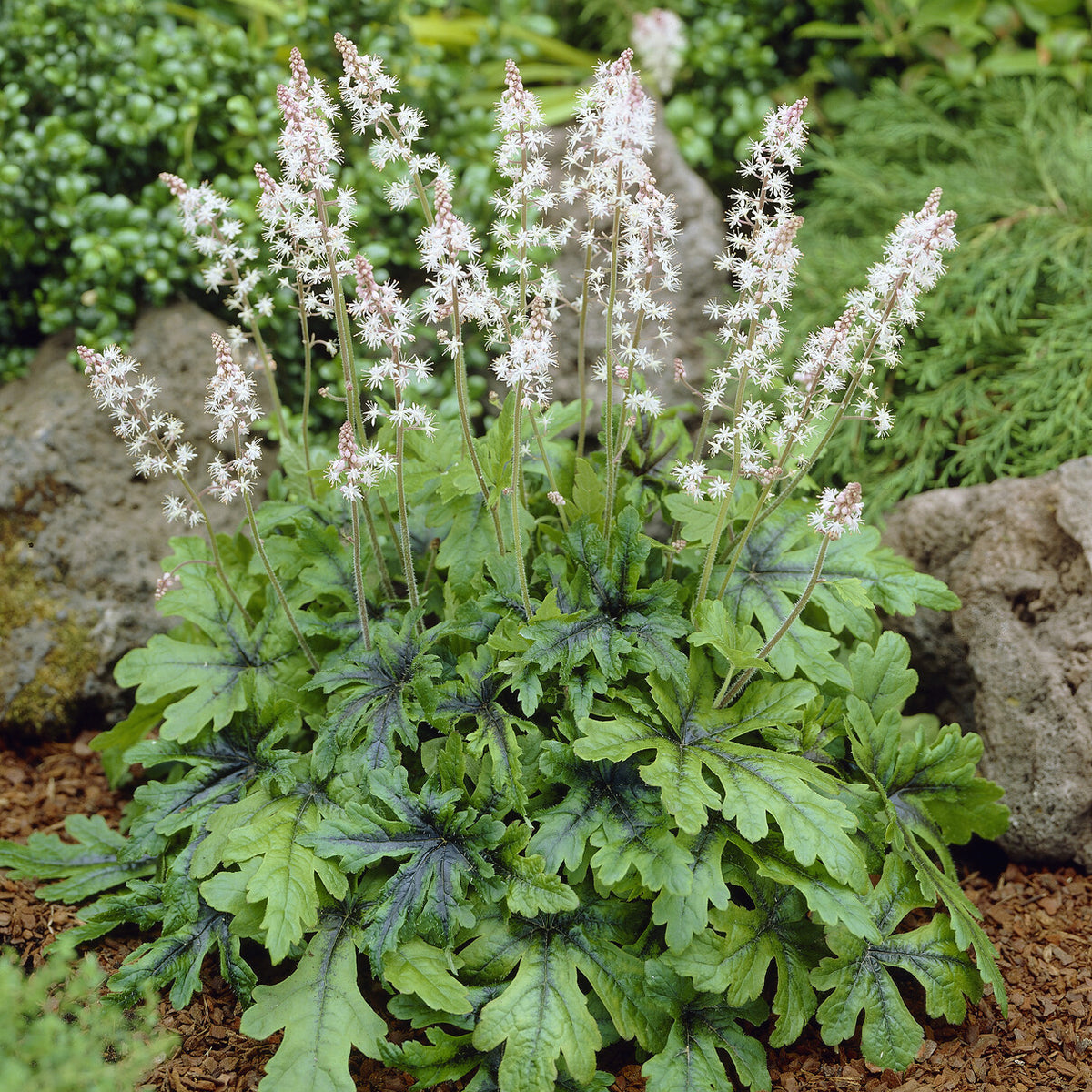 Tiarelle Iron Butterfly - Tiarella Iron Butterfly - Willemse