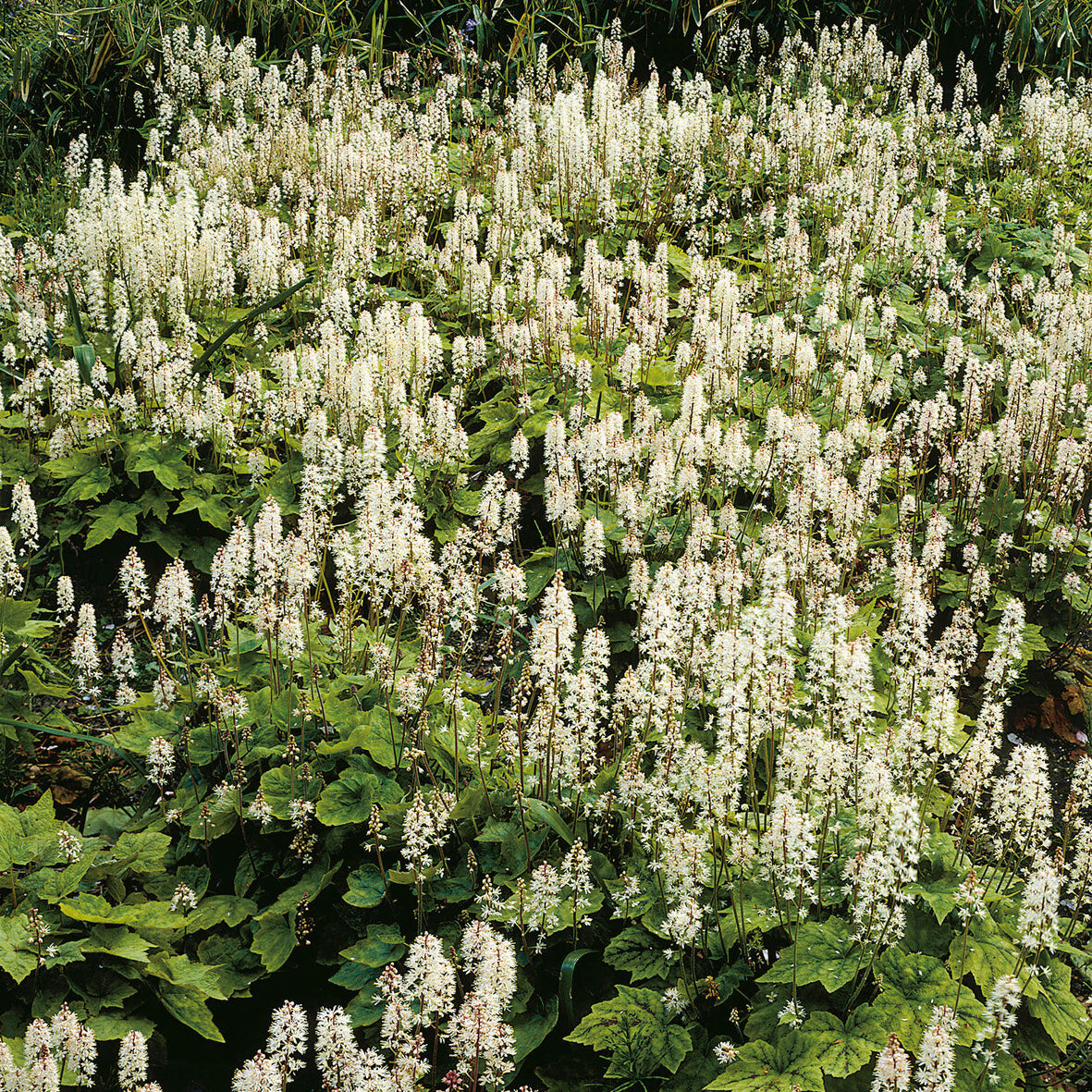 Amerikanische Schaumblüte - Tiarella wherryi - Willemse