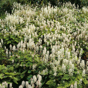 Amerikanische Schaumblüte - Tiarella wherryi - Willemse