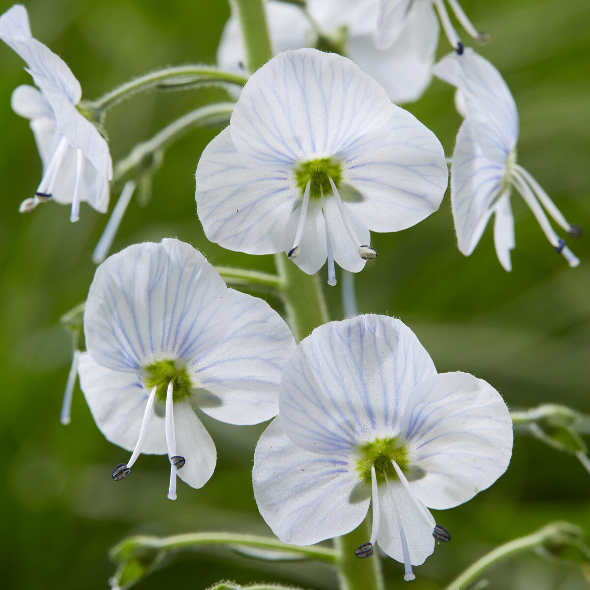 Enzianblättriger Ehrenpreis - Veronica gentianoides - Willemse