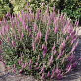 Veronica spicata Pink Damask - Langblättriger Ehrenpreis 'Pink Damask' - Veronica