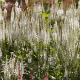 Veronika von Virginia Diana - Veronicastrum virginicum Diana - Willemse