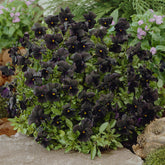 Hornveilchen 'Molly Sanderson' - Viola cornuta Molly Sanderson - Willemse