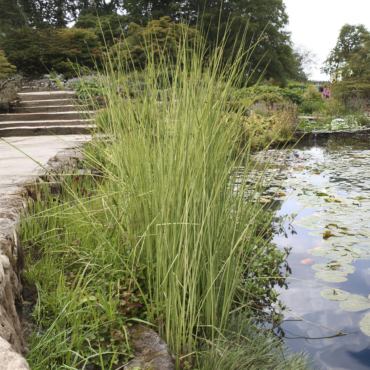 Chaisier-Binse Albescens - Willemse