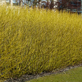 Gelbholzhartriegel Flaviramea - Cornus sericea flaviramea - Willemse